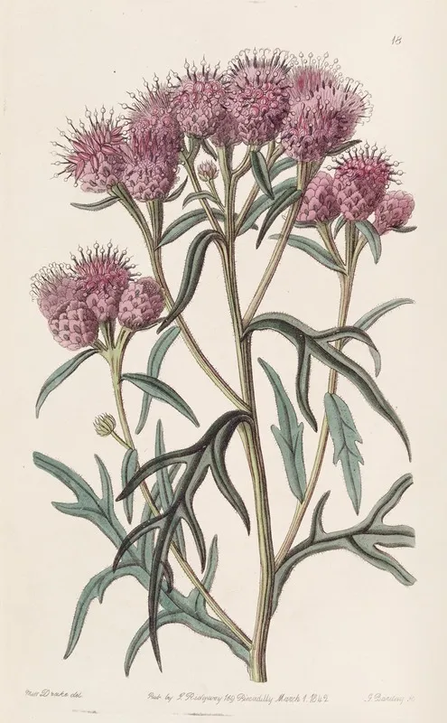 Pretty Saussurea Wall Art by Sydenham Edwards - High-Resolution Digital Print