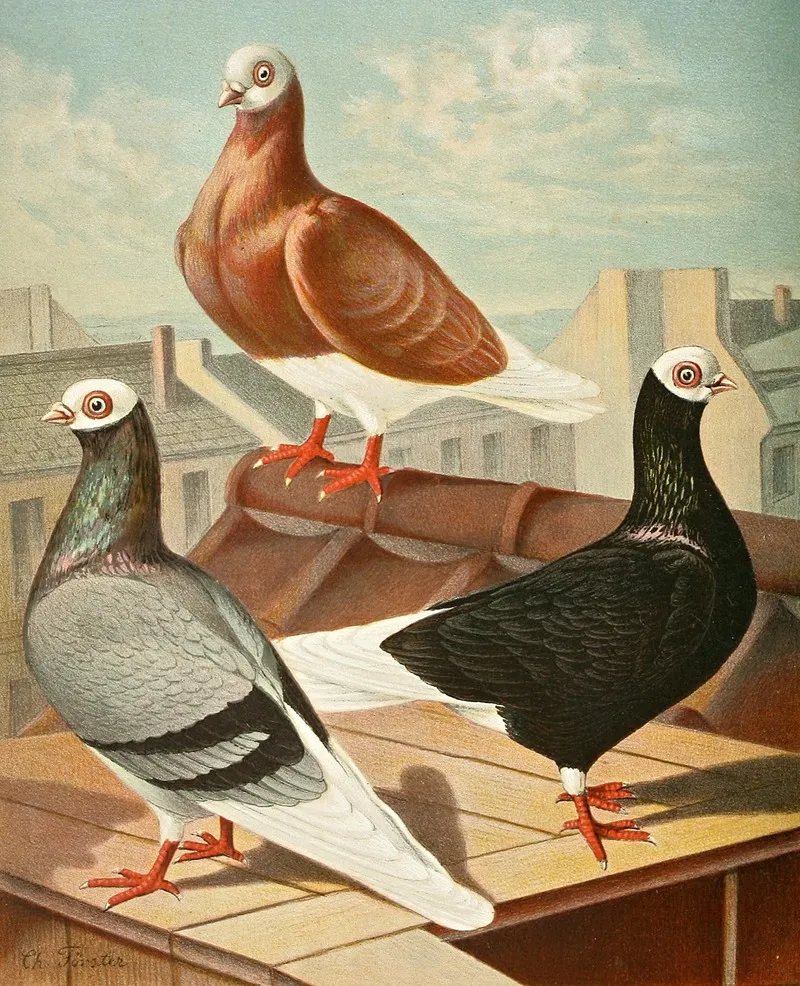 Preussische Weisskopf Tummler Wall Art by Gustav Prütz - High-Resolution Digital Print