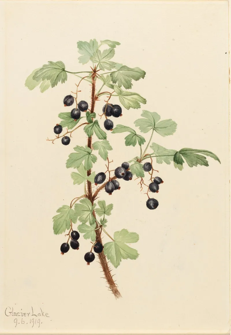 Prickly Currant Ribes Lacustre 2
