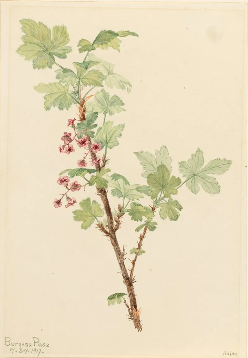 Prickly Currant Ribes Lacustre
