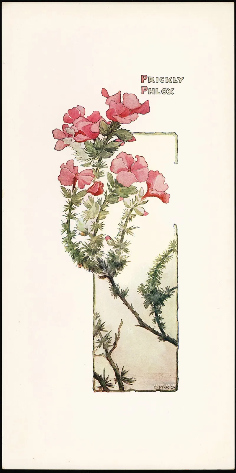 Prickly Phlox Wall Art by Elizabeth Moore Hallowell - High-Resolution Digital Print