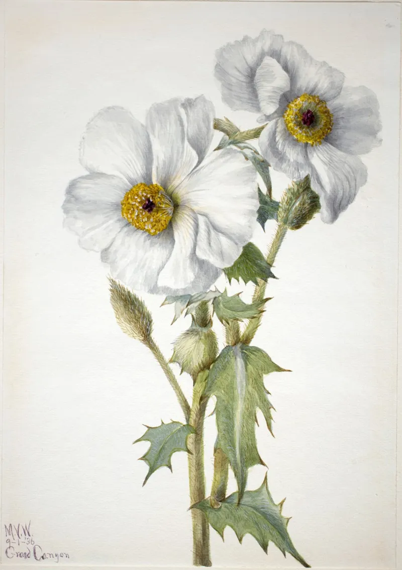 Prickly Poppy Argemone Hispeda