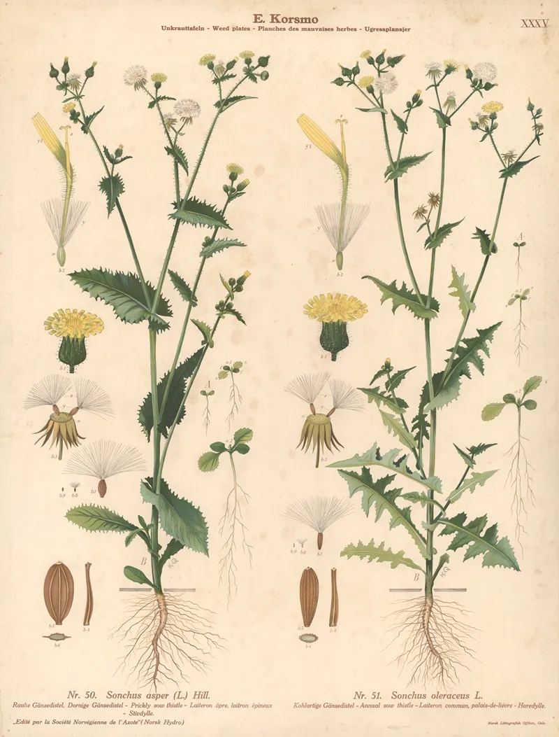 Prickly Sow Thistle Annual Sow Thistle Wall Art by Knut Quelprud - High-Resolution Digital Print