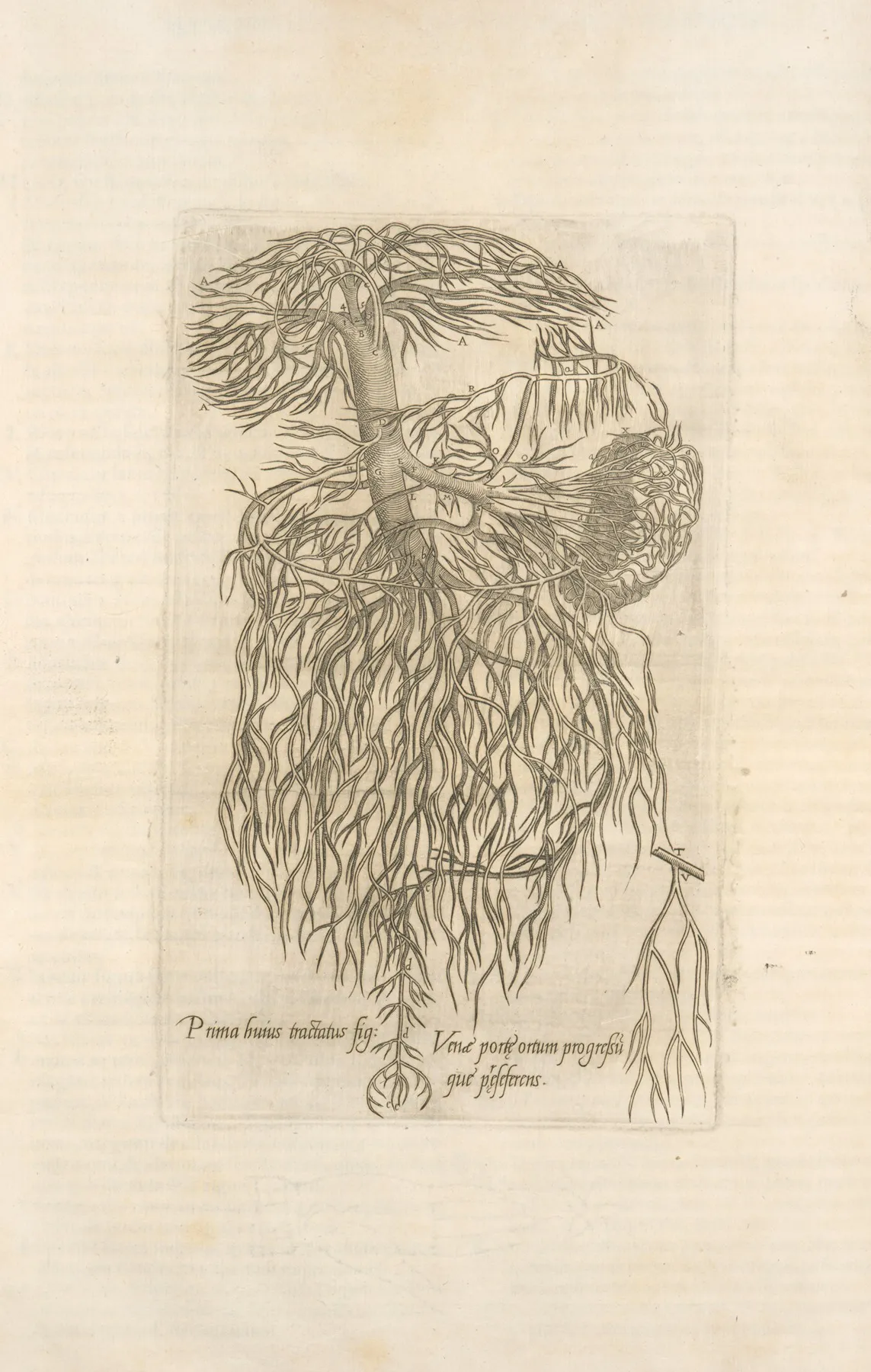 Prima Huirus Tractatus Fig Venae Portae Ortum Progresumque Praeseferens