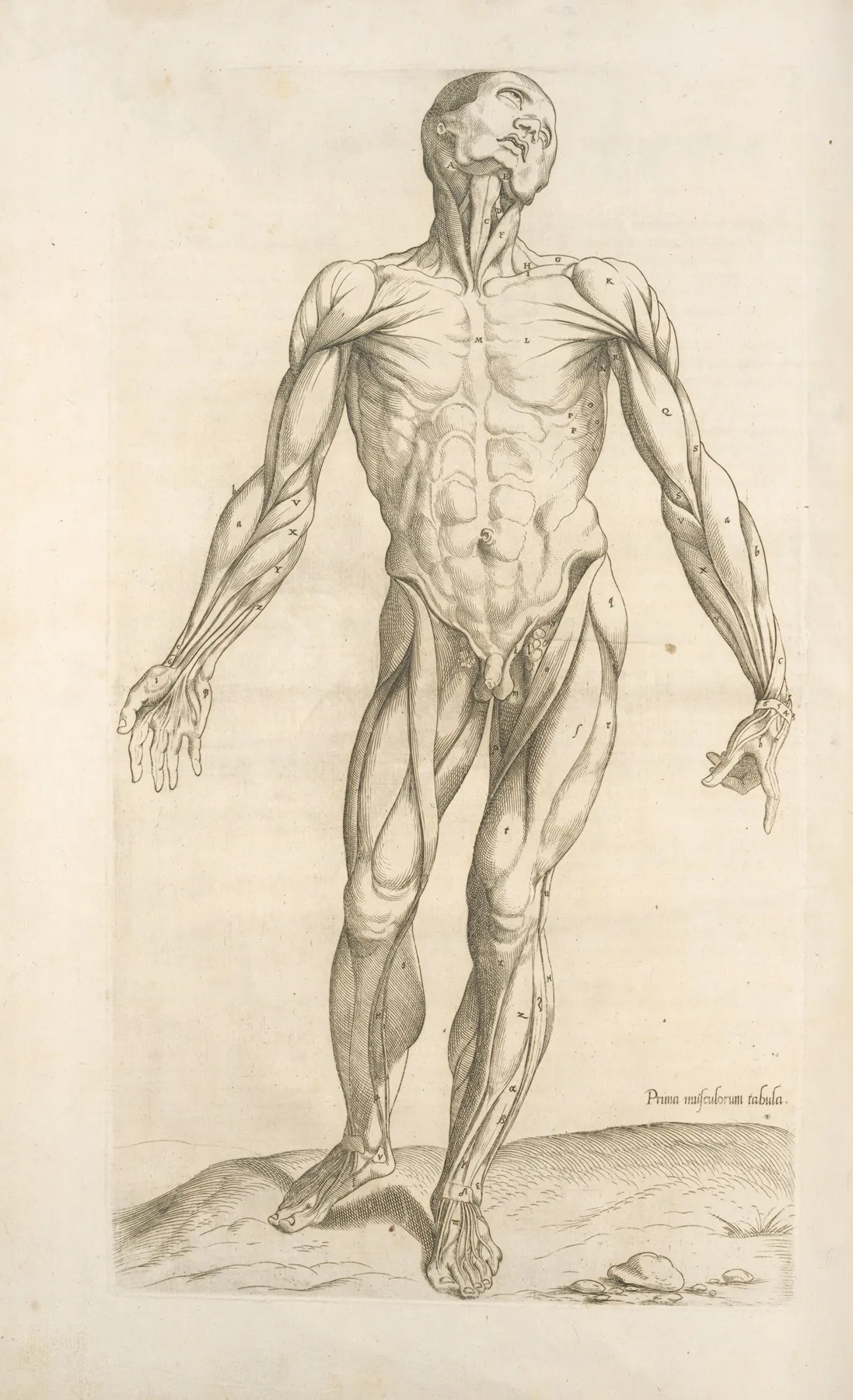 Prima Musculorum Tabula Shows Human Muscles