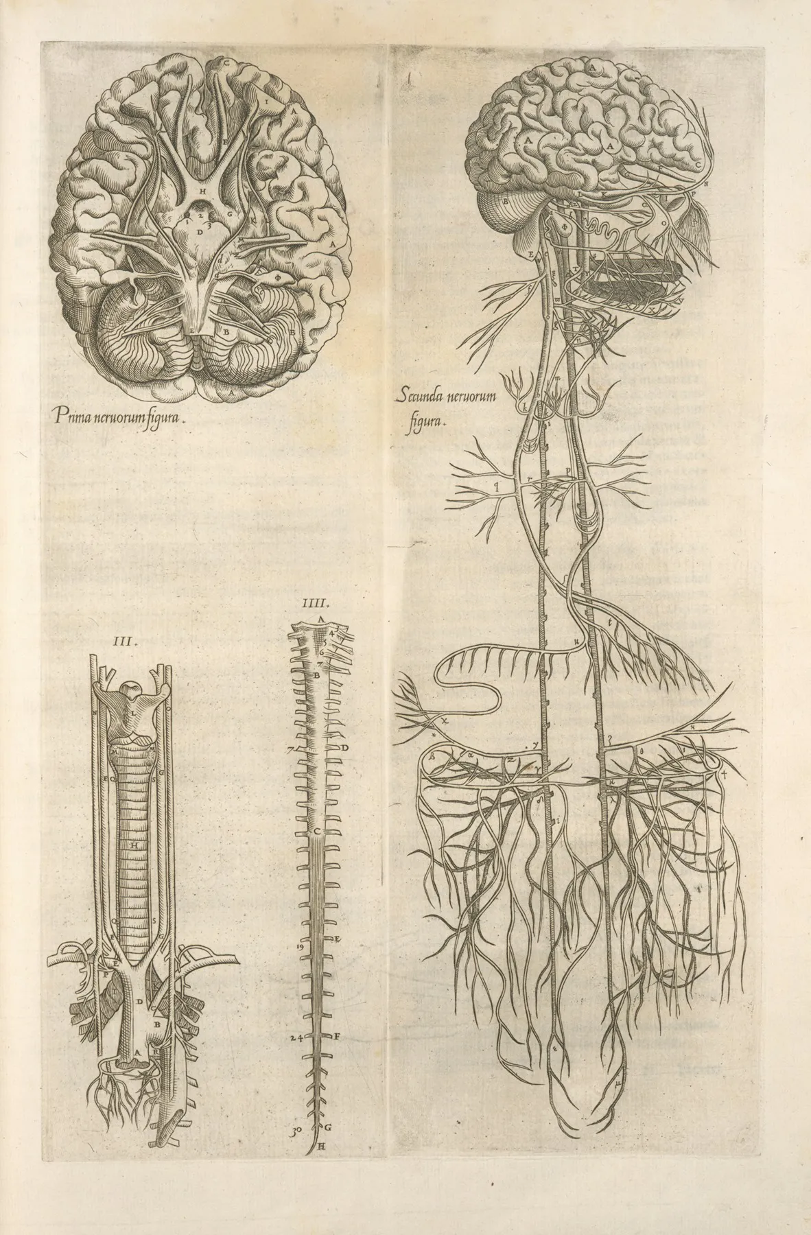 Prima Neruorum Figura Secunda Neruorum Figura Brain And Cranial Nerves