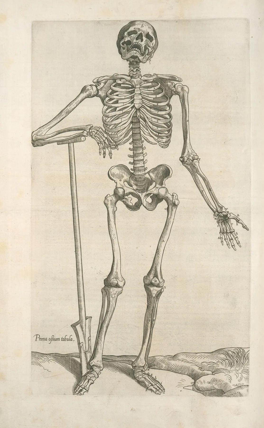Prima Ossium Tabula Human Skeleton Leaning On A Spade