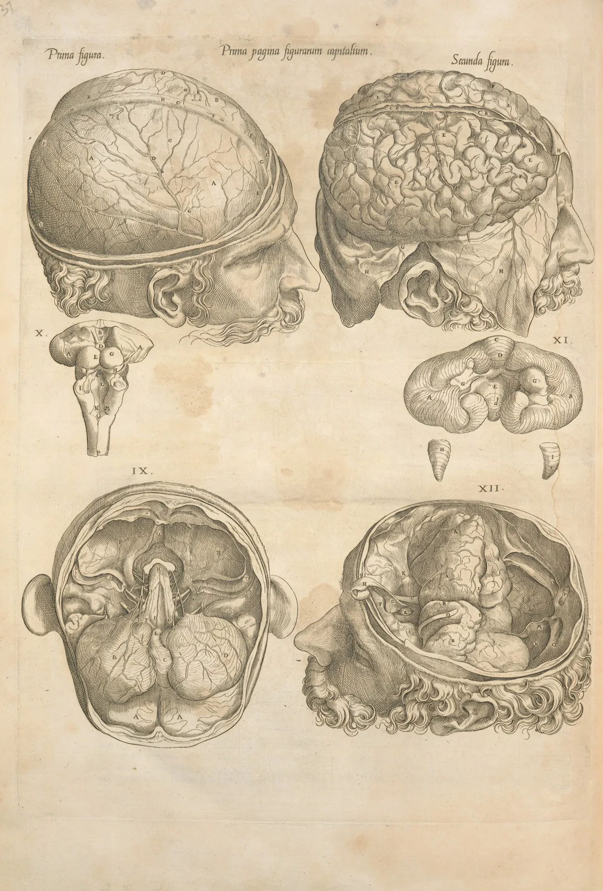 Prima Pagina Figurarum Capitalium Human Brain