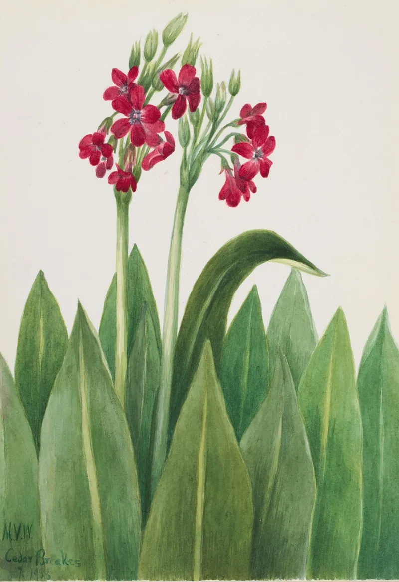 Primrose Primula Parryi