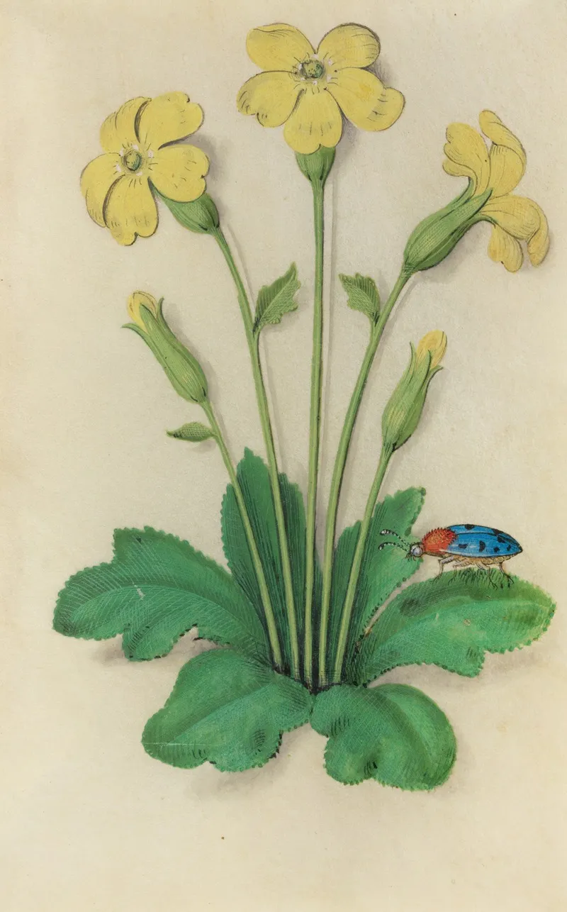 Primrose Primula Vulgaris With A Blue Ladybeetle Wall Art by Master of Claude de France - High-Resolution Digital Print