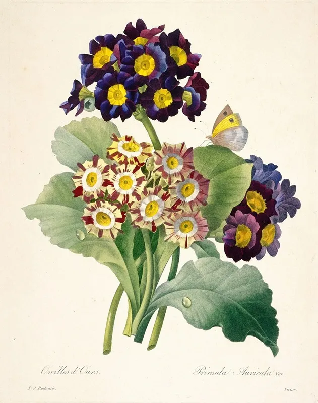 Primula Auricula Primroses Wall Art by Pierre Joseph Redouté - High-Resolution Digital Print