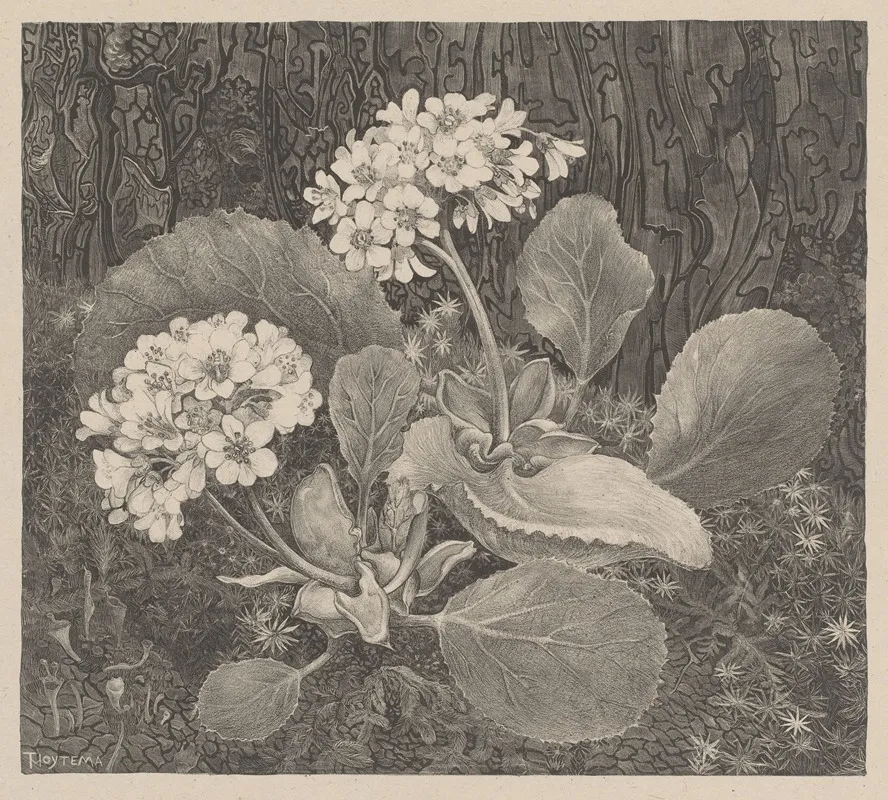 Primula In Het Mos