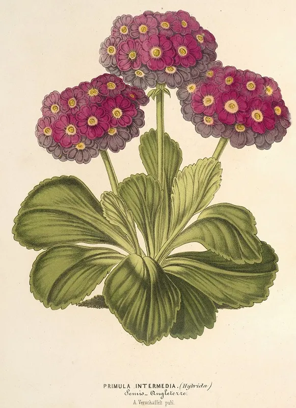 Primula Intermedia Hybrida Wall Art by Charles Antoine Lemaire - High-Resolution Digital Print
