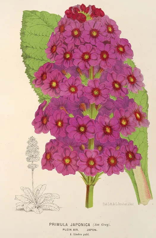 Primula Japonica Wall Art by Charles Antoine Lemaire - High-Resolution Digital Print