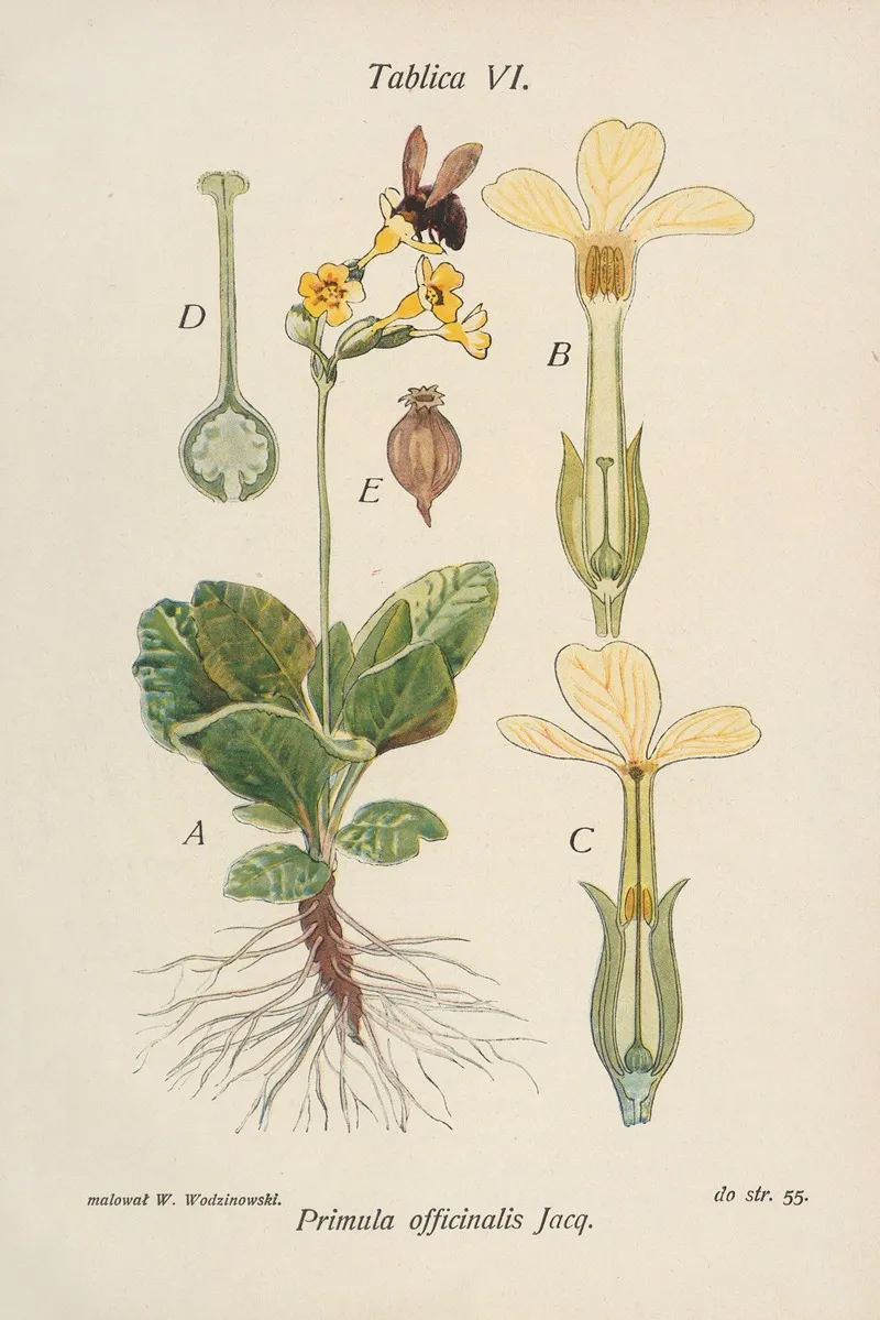 Primula Officinalis Wall Art by Józef Rostafiński - High-Resolution Digital Print