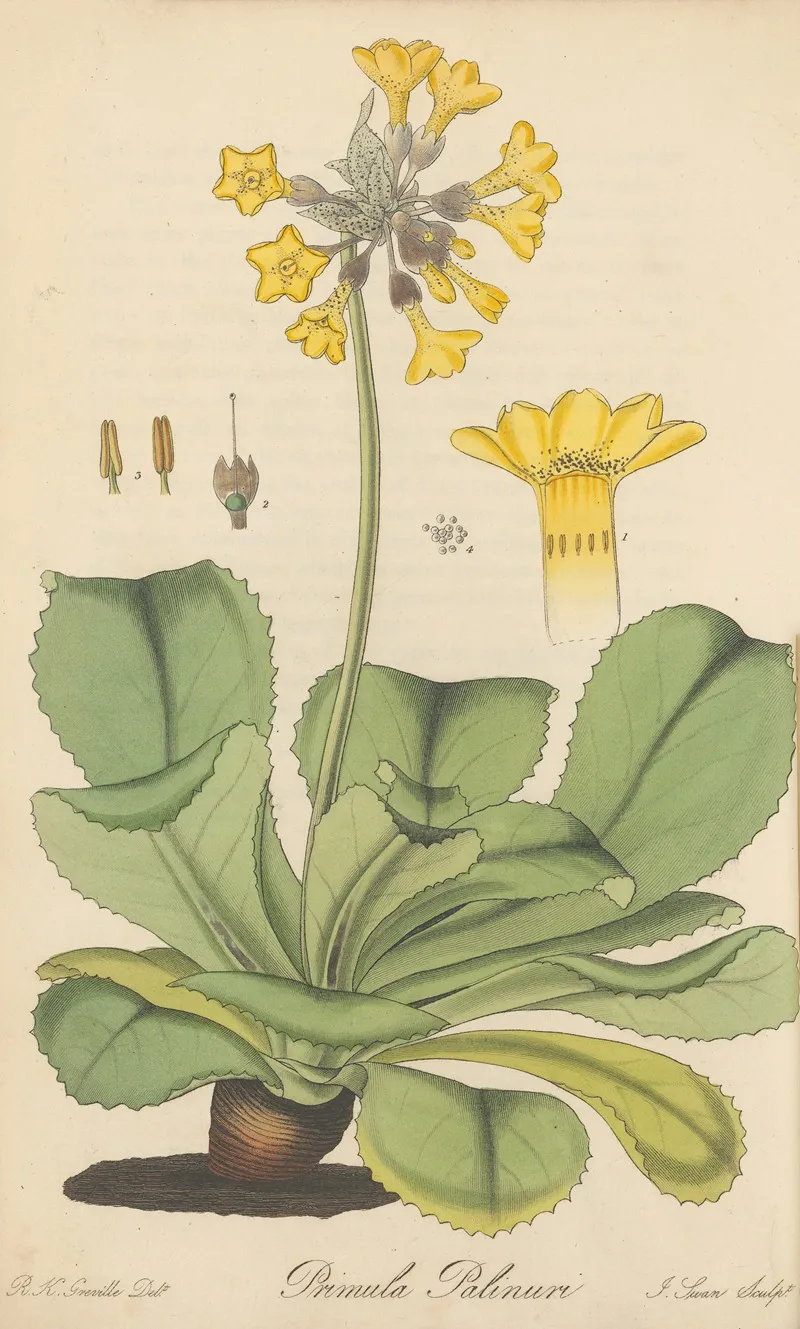 Primula Palinuri Wall Art by William Jackson Hooker - High-Resolution Digital Print
