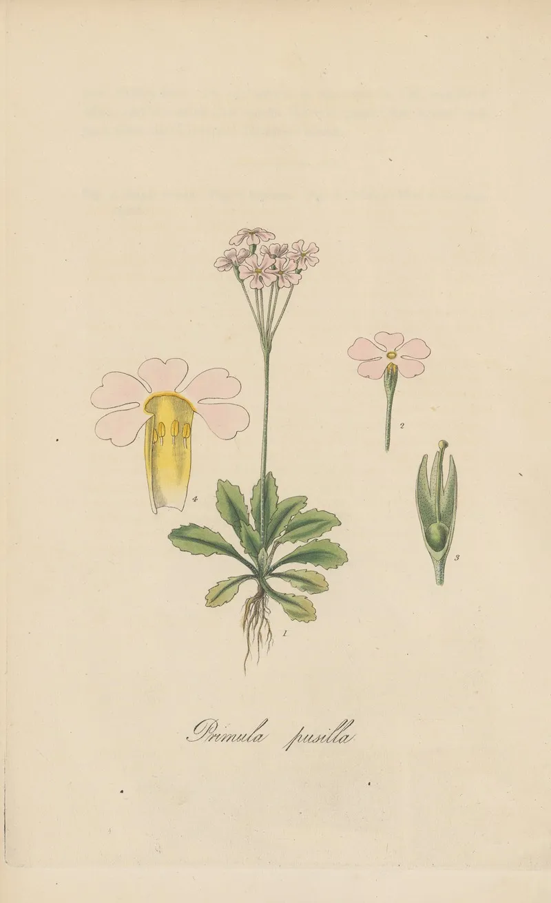 Primula Pusilia Wall Art by William Jackson Hooker - High-Resolution Digital Print