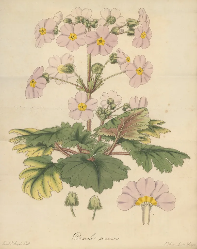 Primula Sinensis Wall Art by William Jackson Hooker - High-Resolution Digital Print