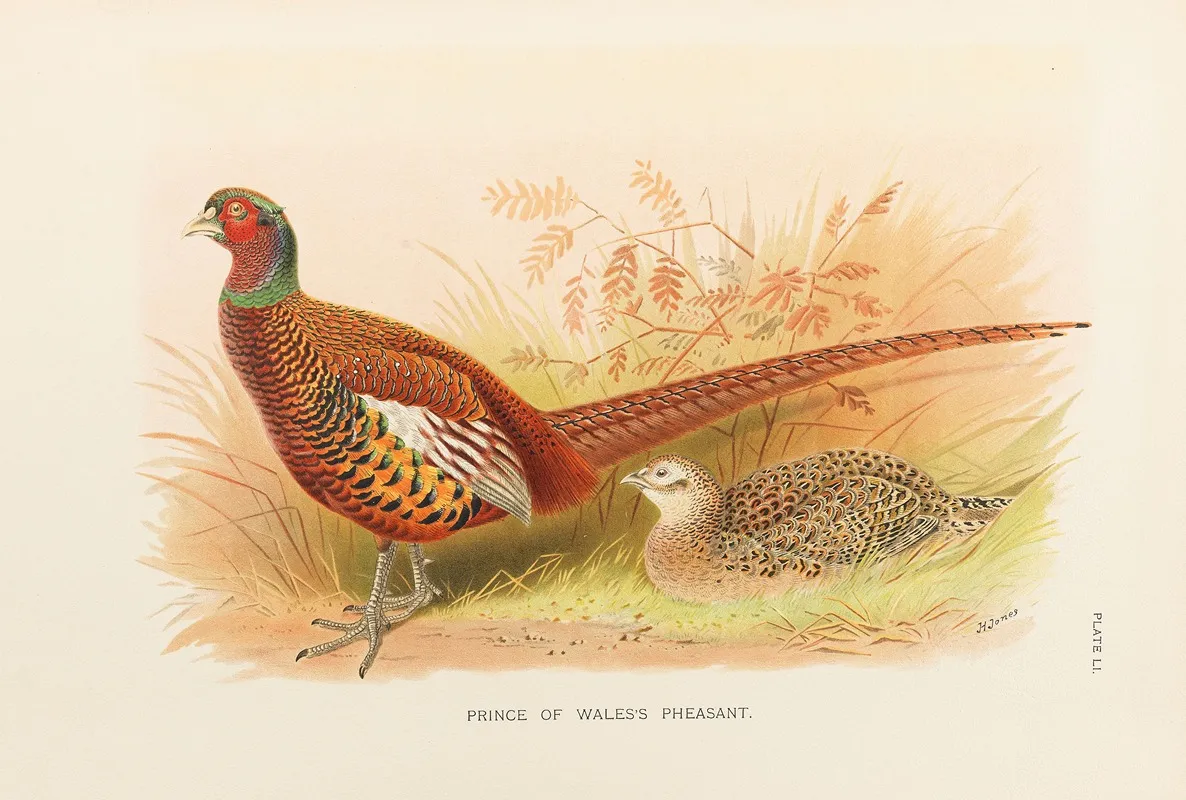Prince Of Wales Pheasant Wall Art by William Beebe - High-Resolution Digital Print