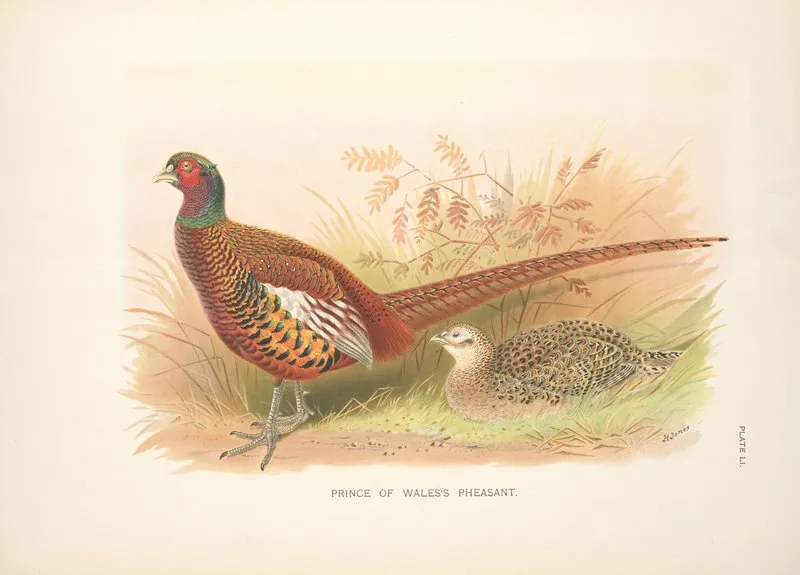Prince Of Waless Pheasant Phasianus Colchicus Principalis Wall Art by Henry Jones - High-Resolution Digital Print