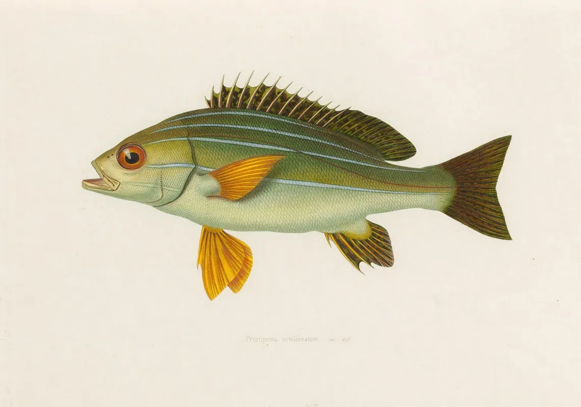 Pristipoma Octolineatum Wall Art by Arthus Bertrand - High-Resolution Digital Print