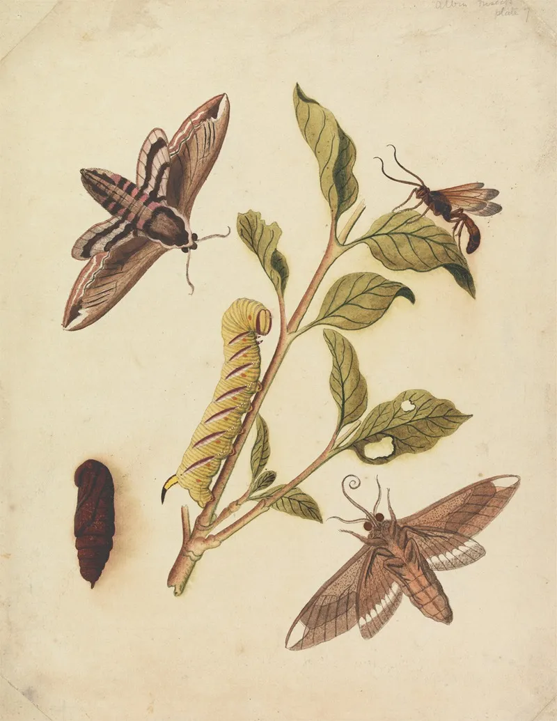 Privet Hawk Moths And Callajoppa Exaltatoria Wall Art by Eleazar Albin - High-Resolution Digital Print