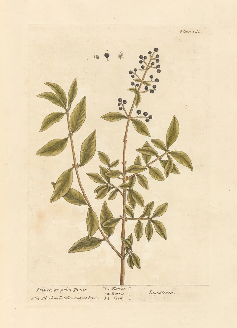 Privet Or Prim Print by Elizabeth Blackwell - High-Resolution Digital Print