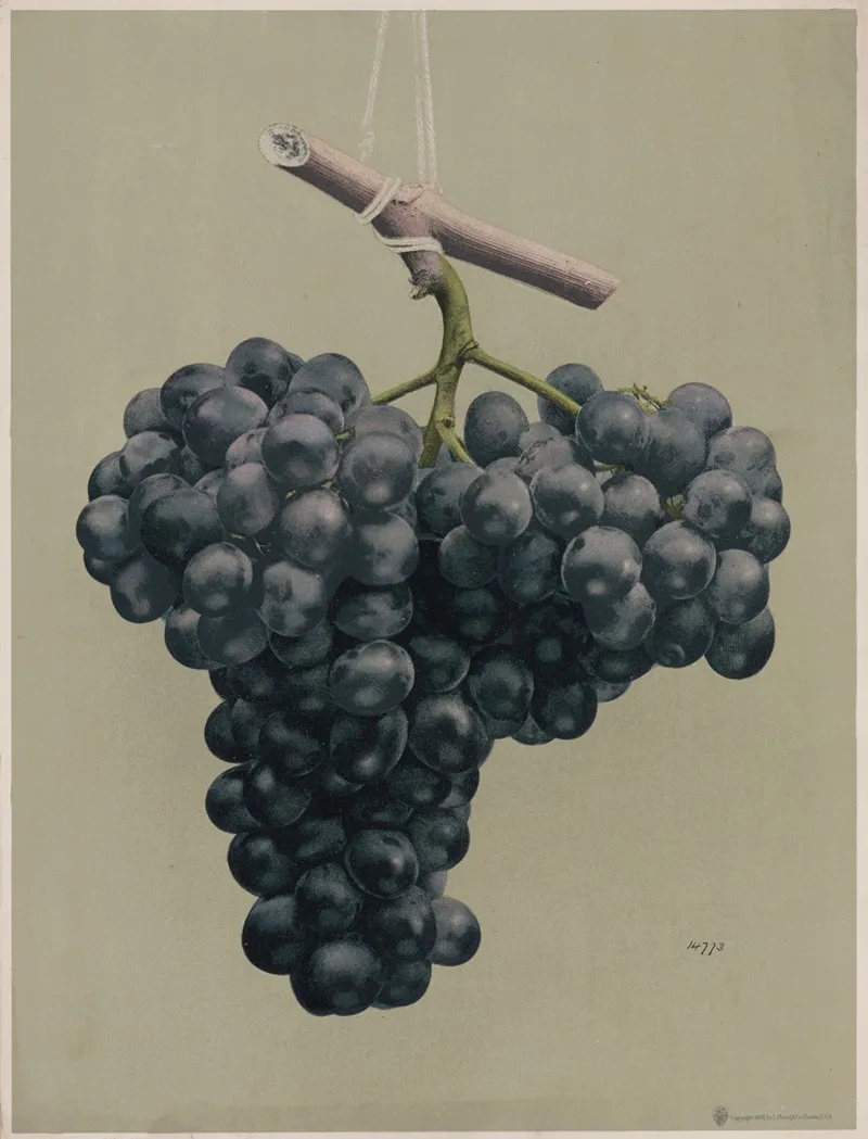 Prize Black Alicante Grapes
