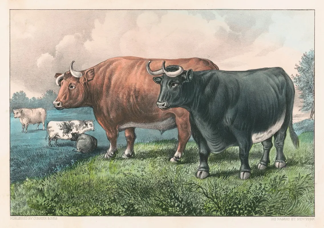 Prize Fat Cattle