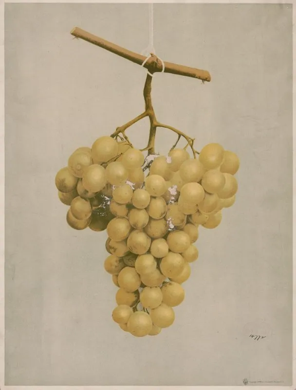 Prize Golden Hamburg Grapes