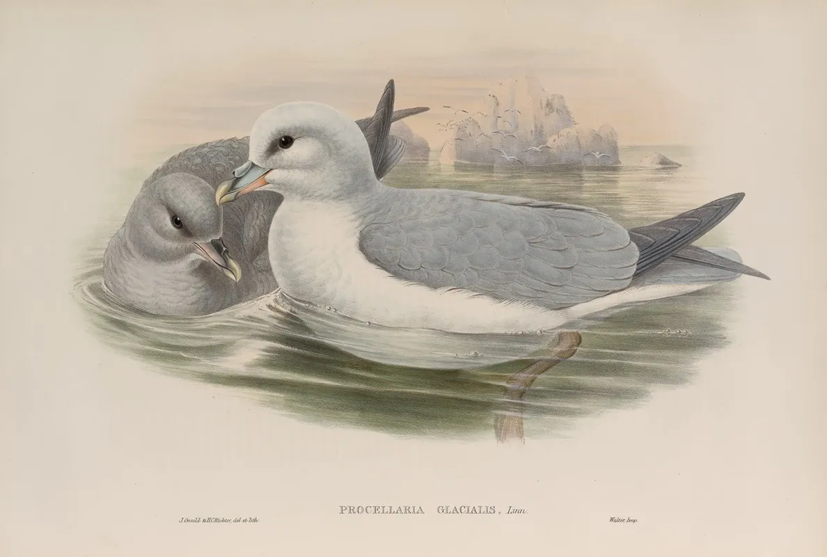 Procellaria Glacialis Fulmar Wall Art by John Gould - High-Resolution Digital Print