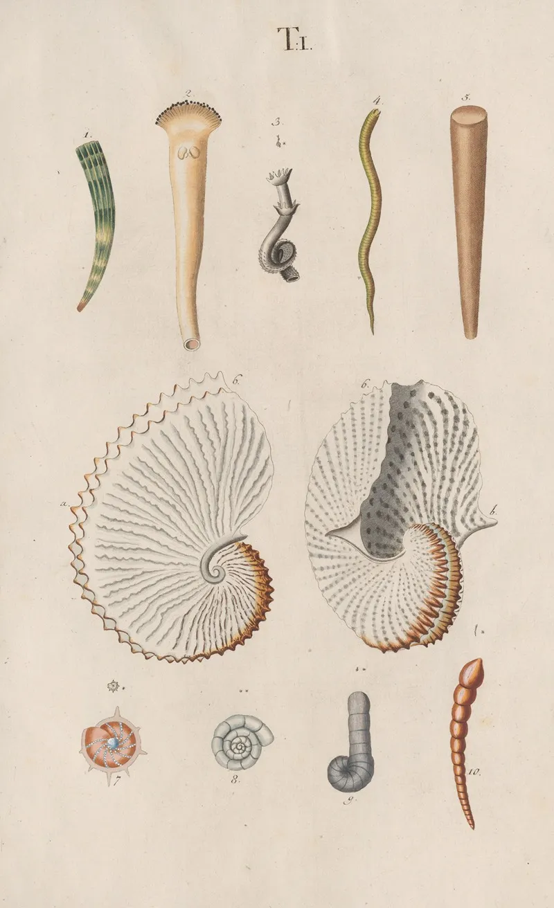 Prodromus In Systema Historicum Testaceorum Pl 01 Wall Art by Johann Nepomuk Spalowsky - High-Resolution Digital Print