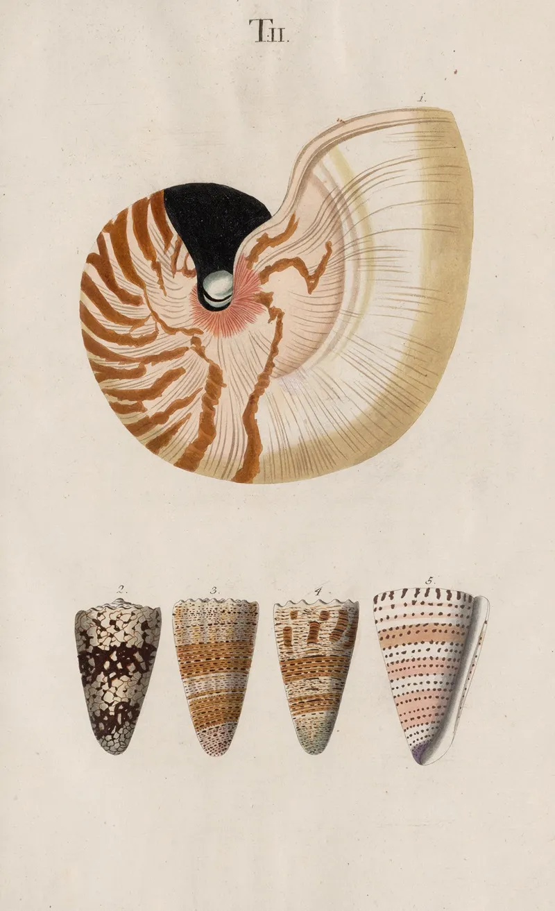 Prodromus In Systema Historicum Testaceorum Pl 02 Wall Art by Johann Nepomuk Spalowsky - High-Resolution Digital Print