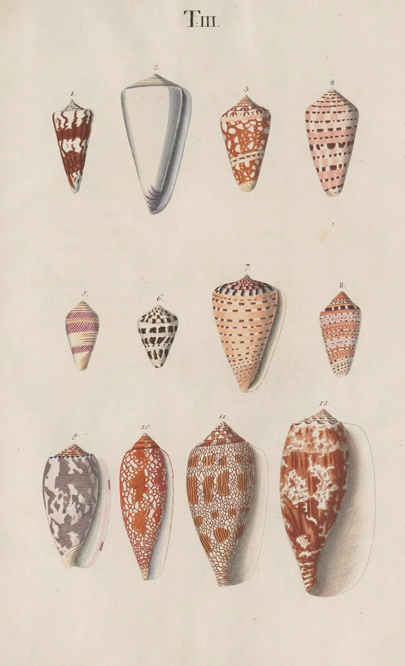 Prodromus In Systema Historicum Testaceorum Pl 03 Wall Art by Johann Nepomuk Spalowsky - High-Resolution Digital Print