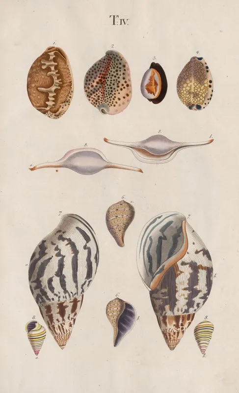 Prodromus In Systema Historicum Testaceorum Pl 04 Wall Art by Johann Nepomuk Spalowsky - High-Resolution Digital Print