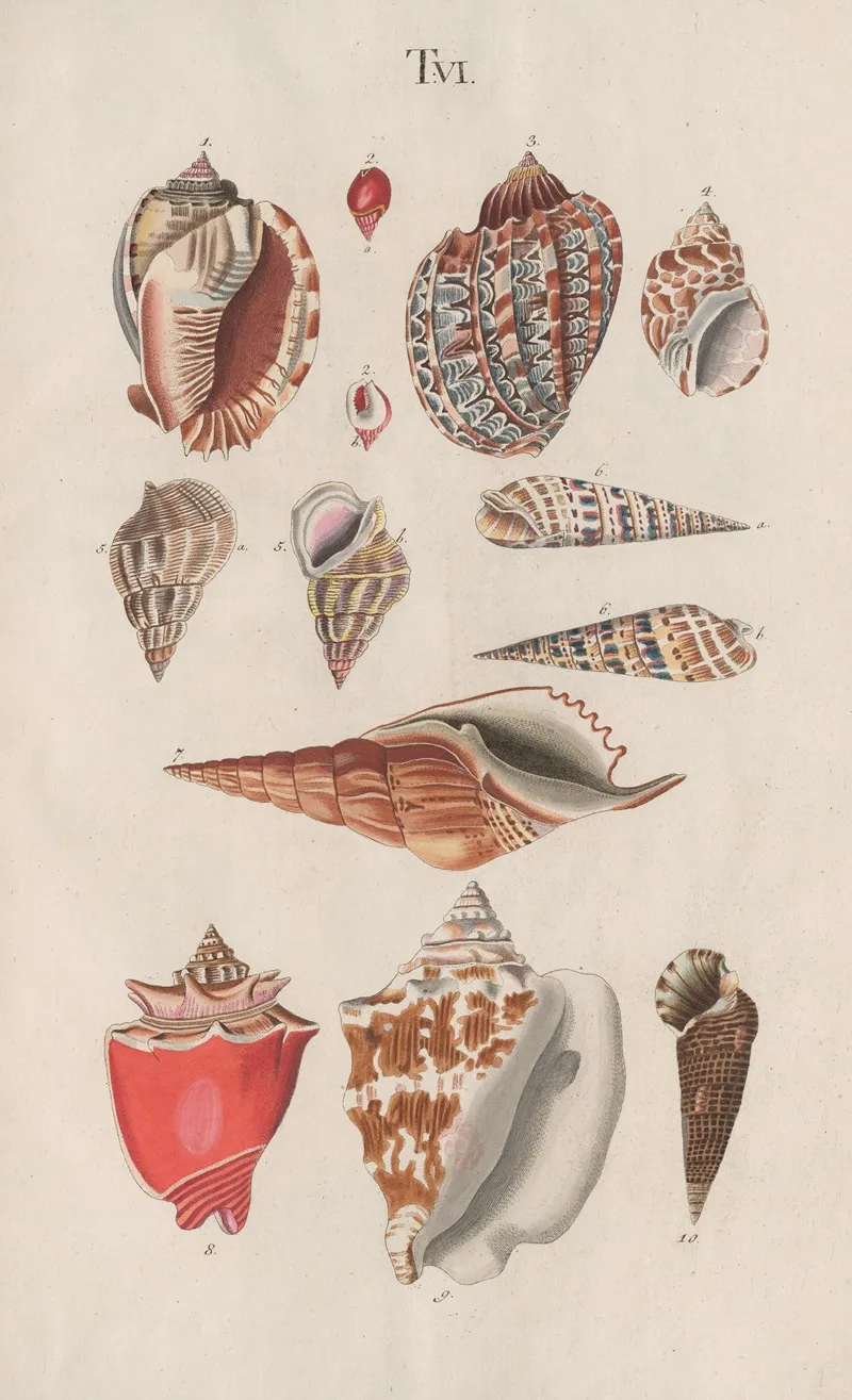 Prodromus In Systema Historicum Testaceorum Pl 06 Wall Art by Johann Nepomuk Spalowsky - High-Resolution Digital Print