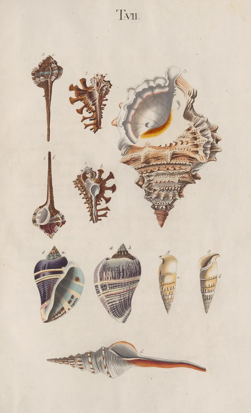 Prodromus In Systema Historicum Testaceorum Pl 07 Wall Art by Johann Nepomuk Spalowsky - High-Resolution Digital Print