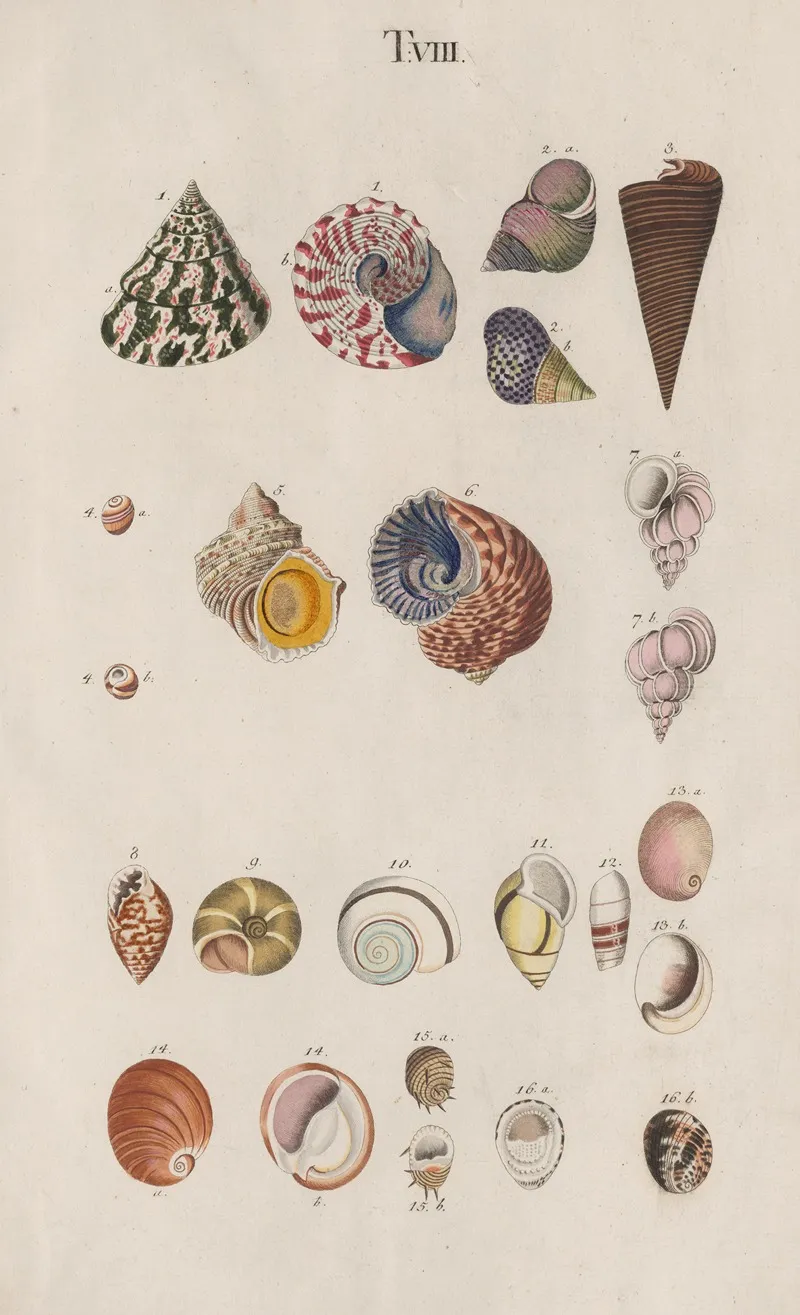 Prodromus In Systema Historicum Testaceorum Pl 08 Wall Art by Johann Nepomuk Spalowsky - High-Resolution Digital Print