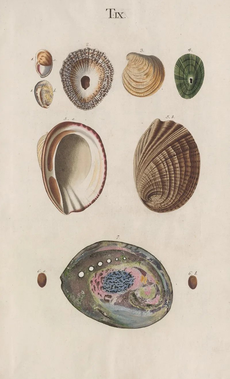 Prodromus In Systema Historicum Testaceorum Pl 09 Wall Art by Johann Nepomuk Spalowsky - High-Resolution Digital Print