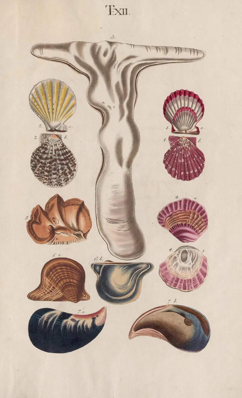 Prodromus In Systema Historicum Testaceorum Pl 12 Wall Art by Johann Nepomuk Spalowsky - High-Resolution Digital Print