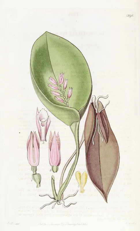 Proliferous Pleurothallis Wall Art by Sydenham Edwards - High-Resolution Digital Print