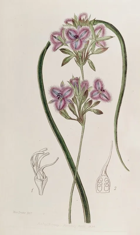 Proliferous Thysanotus Wall Art by Sydenham Edwards - High-Resolution Digital Print
