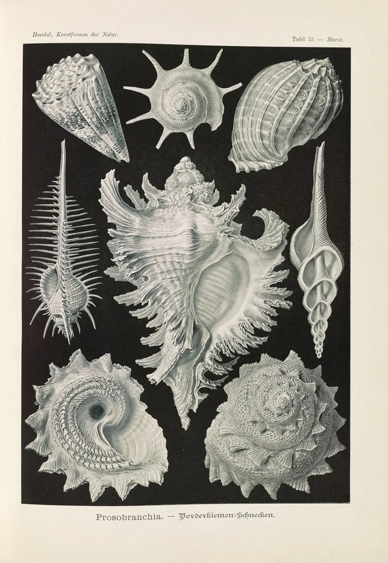 Prosobranchia Dorderkiemen Schnecken Wall Art by Ernst Haeckel - High-Resolution Digital Print