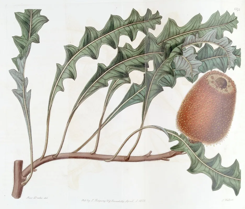 Prostrate Banksia Wall Art by Sydenham Edwards - High-Resolution Digital Print