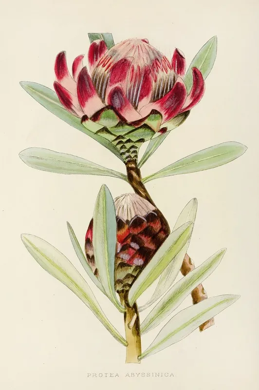 Protea Abyssinica Wall Art by Illtyd Buller Pole-Evans - High-Resolution Digital Print
