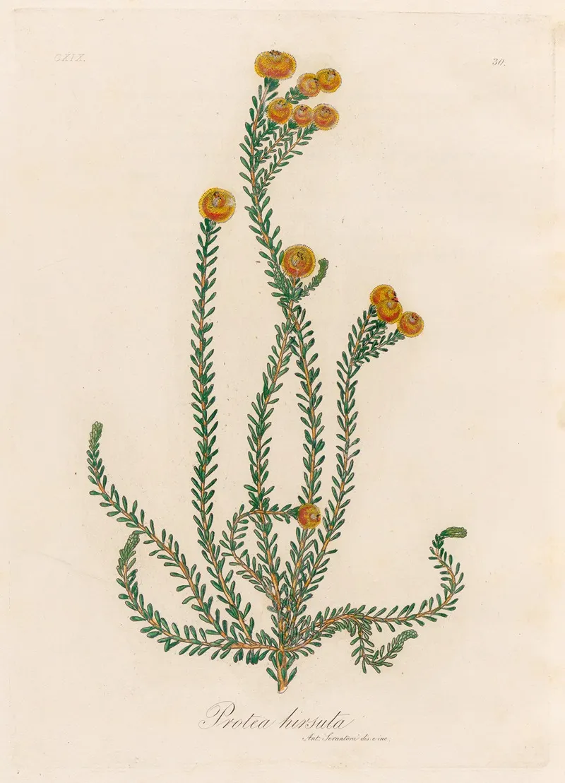 Protea Hirsuta Wall Art by Gaetano Savi - High-Resolution Digital Print