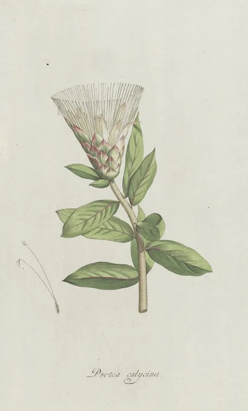 Protea Wall Art by Hendrik Schwegman - High-Resolution Digital Print
