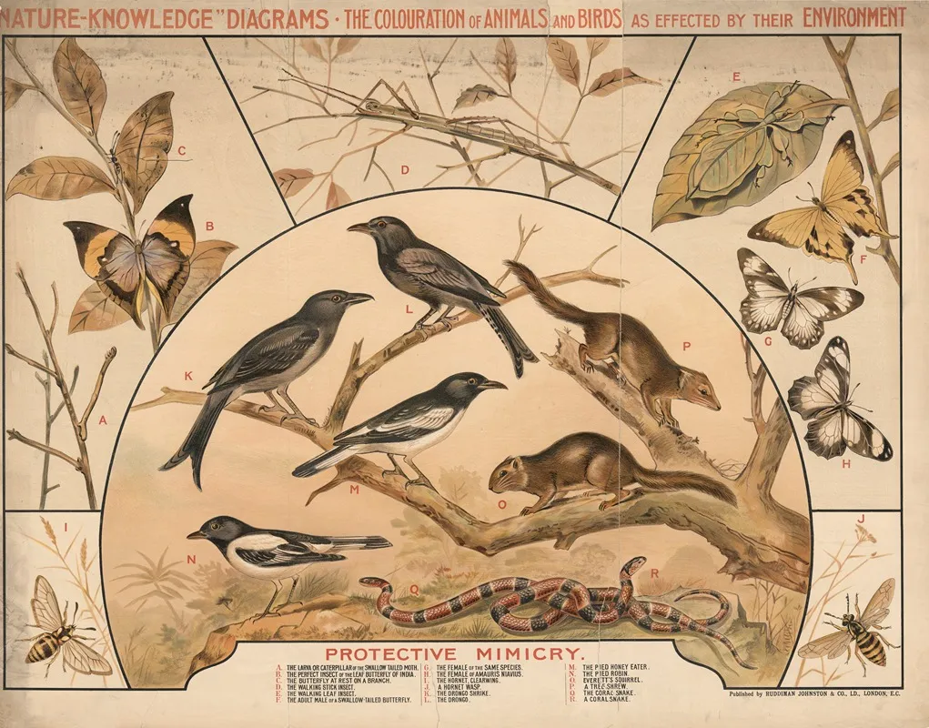 Protective Mimicry Wall Art by R.E. Holding - High-Resolution Digital Print