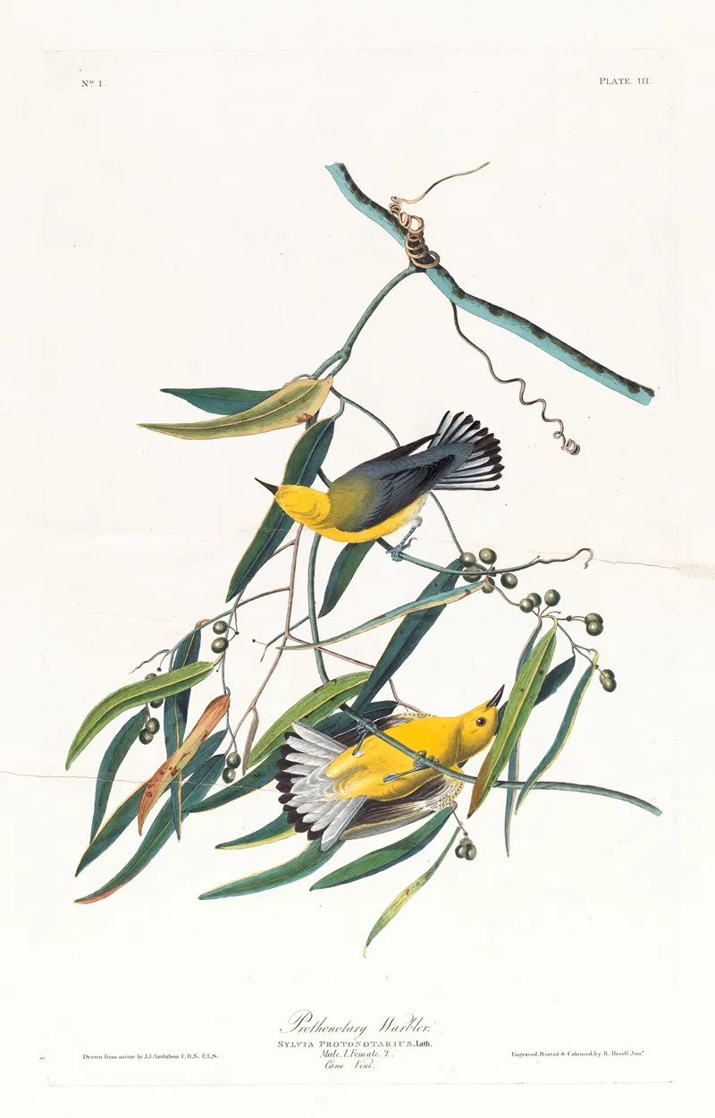 Prothonotary Warbler Wall Art by John James Audubon - High-Resolution Digital Print
