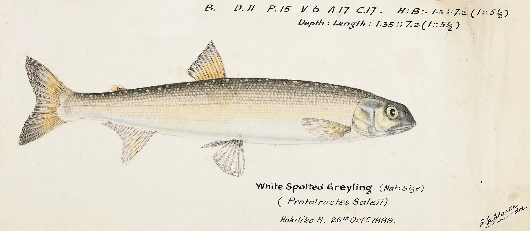 Prototroctes Oxyrhynchus White Spotted Greyling
